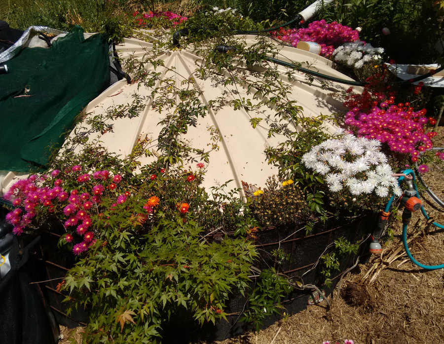 9500 litre aquaponics fish tank in spring 2016